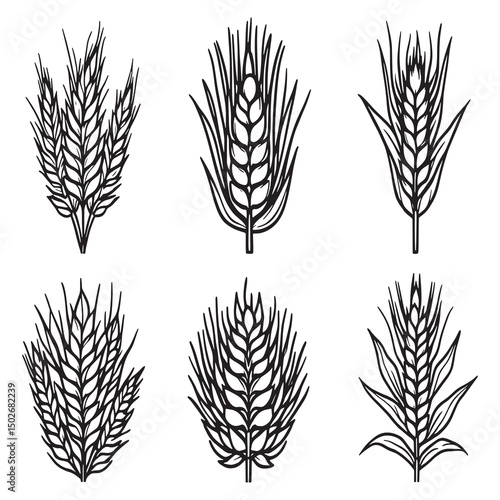 Simple Botanical Wheat Line Art for Nature Theme