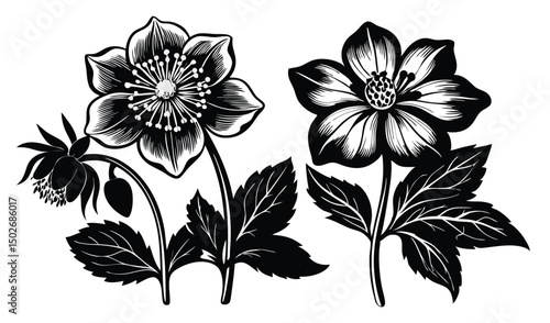 Hellebore and scabious floral illustration with nodding blooms