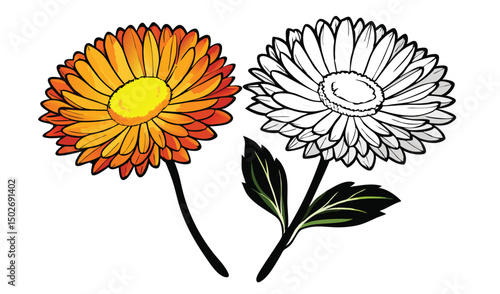 Papery xerochrysum and everlasting daisy floral design