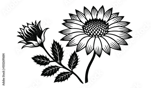 Wooly bracts flannel flower and actinotus floral design