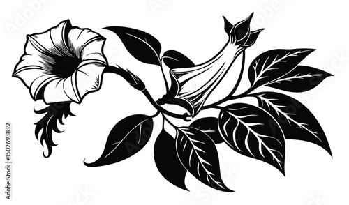 Brugmansia and angel s trumpet flowers botanical illustration