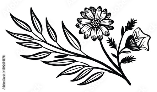 Chamelaucium and geraldton wax floral vector illustration