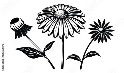 Helenium and sneezeweed flowers with wedge shaped petals