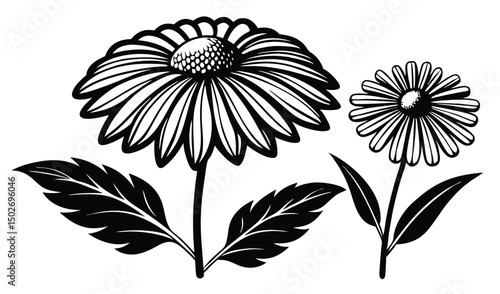 Helenium and sneezeweed flowers with wedge shaped petals