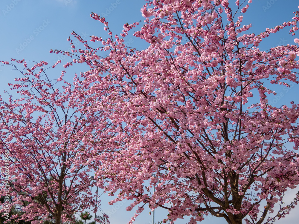 Cherry blossom or japanese pink sakura flowering with pink flowers in spring Cherry blossom or japanese pink sakura flowering with pink flowers in spring