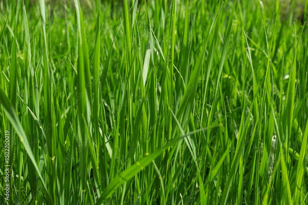 Vibrant green grass close-up in natural sunlight Vibrant green grass close-up in natural sunlight