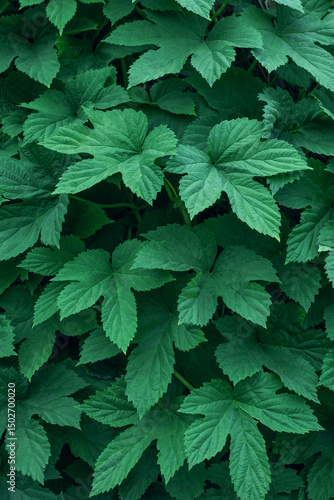 Dense foliage of Japanese hops in a lush natural setting.