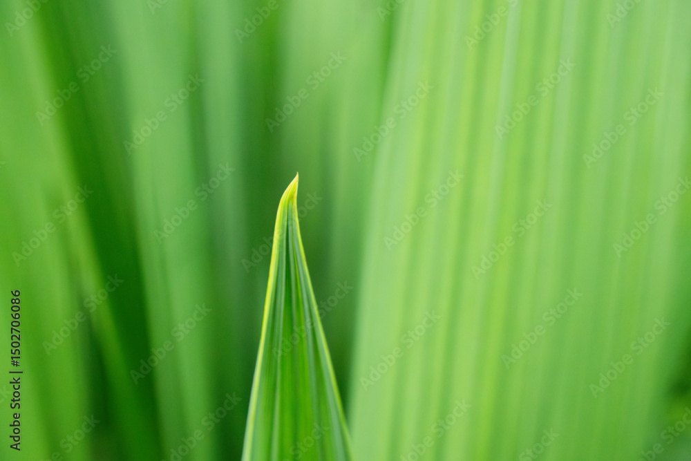 Close up of a vibrant green plant leaf Close up of a vibrant green plant leaf