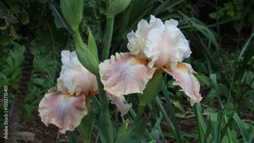 flowers irises beautiful spring day in the garden close-up