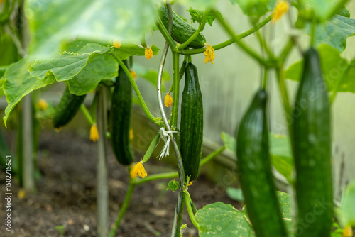 Foto Frische grüne Gurken in einem Gewächshaus