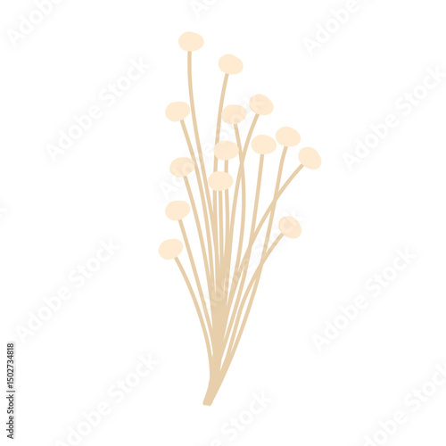 Flat design Hand drawn Enoki mushroom illustration. Illustration of edible Enoki mushroom plant 