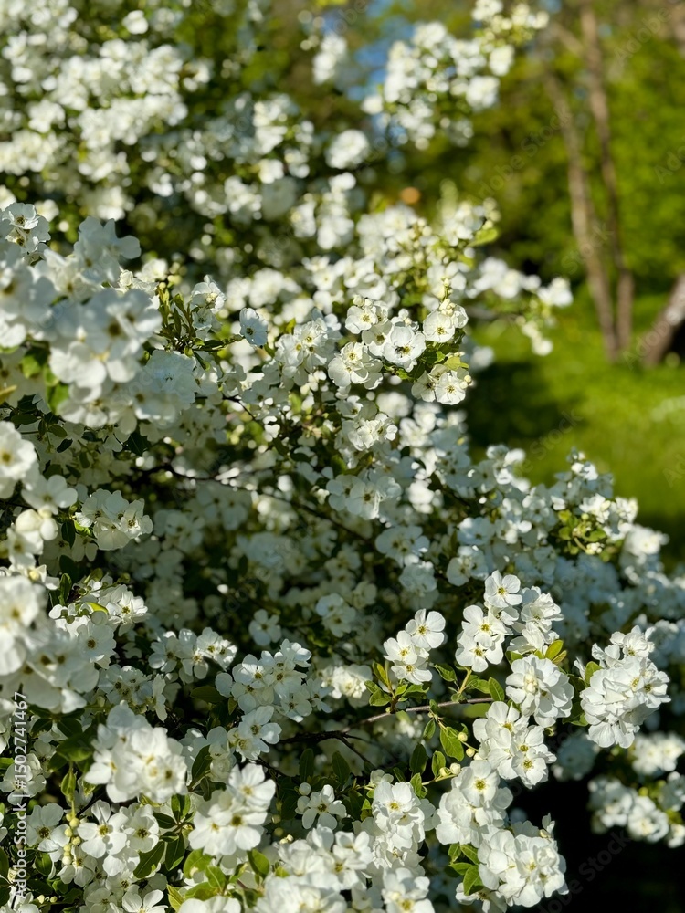 flowering bush in the park flowering bush in the park
