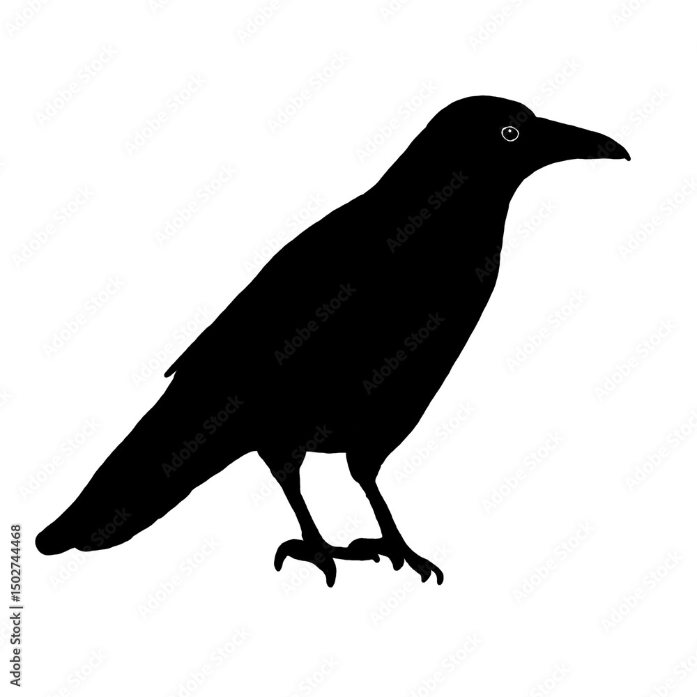 Fototapeta premium Crow silhouette standing on the ground