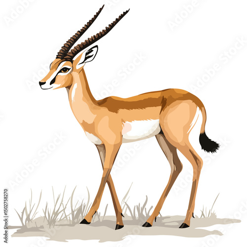 gazelle, animal, vector, transparent background, wildlife, mammal, nature, cute, antelope, zoo, isolated, farm, herbivore, springbok