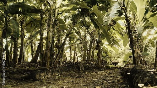 Artistic time-lapse in tropical banana forest in Casamance, Senegal, with motion blur of farmer moving across permaculture field — ND filter and panoramic Ronin-S motorized camera shot, wide angle