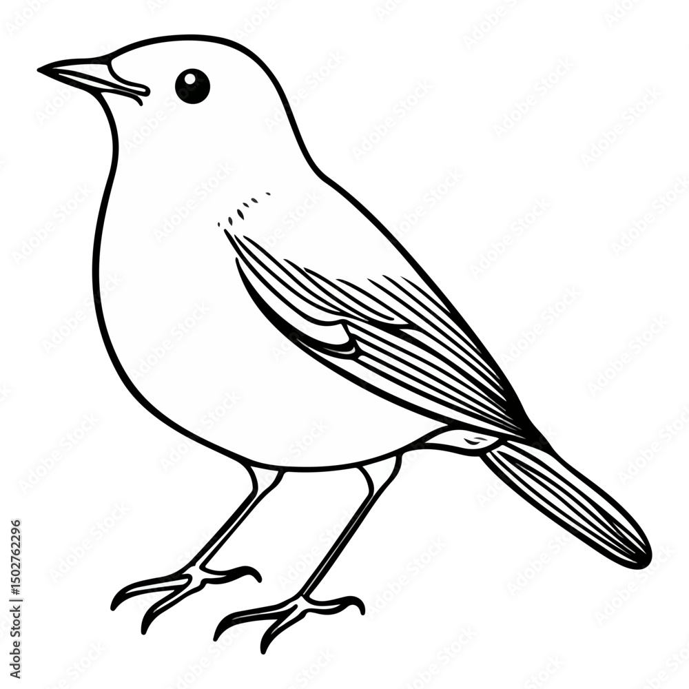 Obraz premium robin, erithacus rubecula, animal, vector, transparent background, beak, bird, nature, isolated, wildlife, feather, birds, feathers, cute, twitter, wing