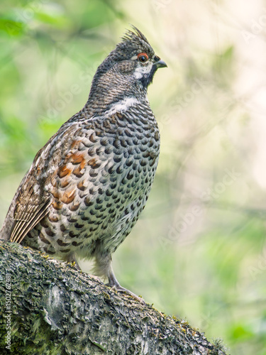 Male hazel grouse perching on a mossy hillock in the forest