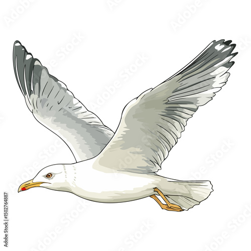 seagull, animal, vector, transparent background, wing, feather, freedom, wildlife, beak, nature, cute, isolated, sea gull, wings