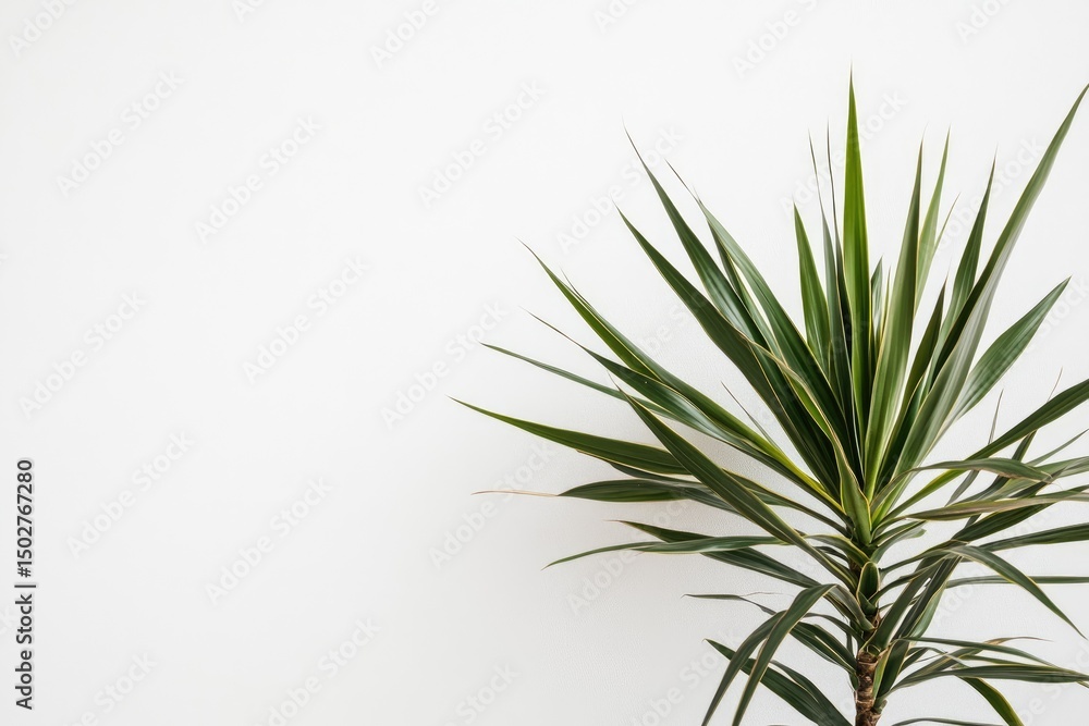 Obraz premium Green plant against white wall