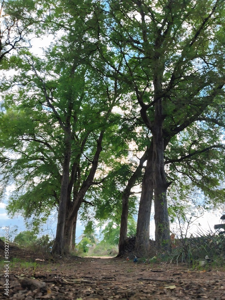 Naklejka premium trees in the forest and beautiful location.