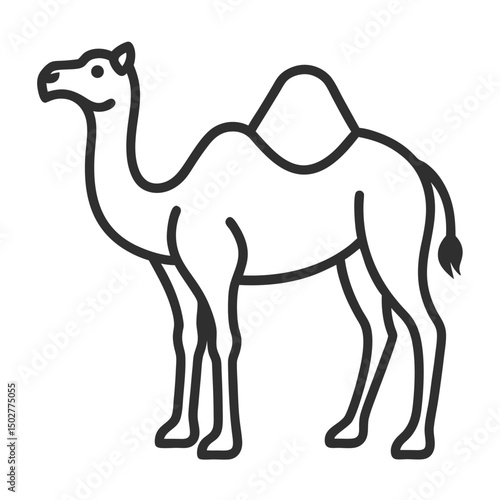 camel isolated on white