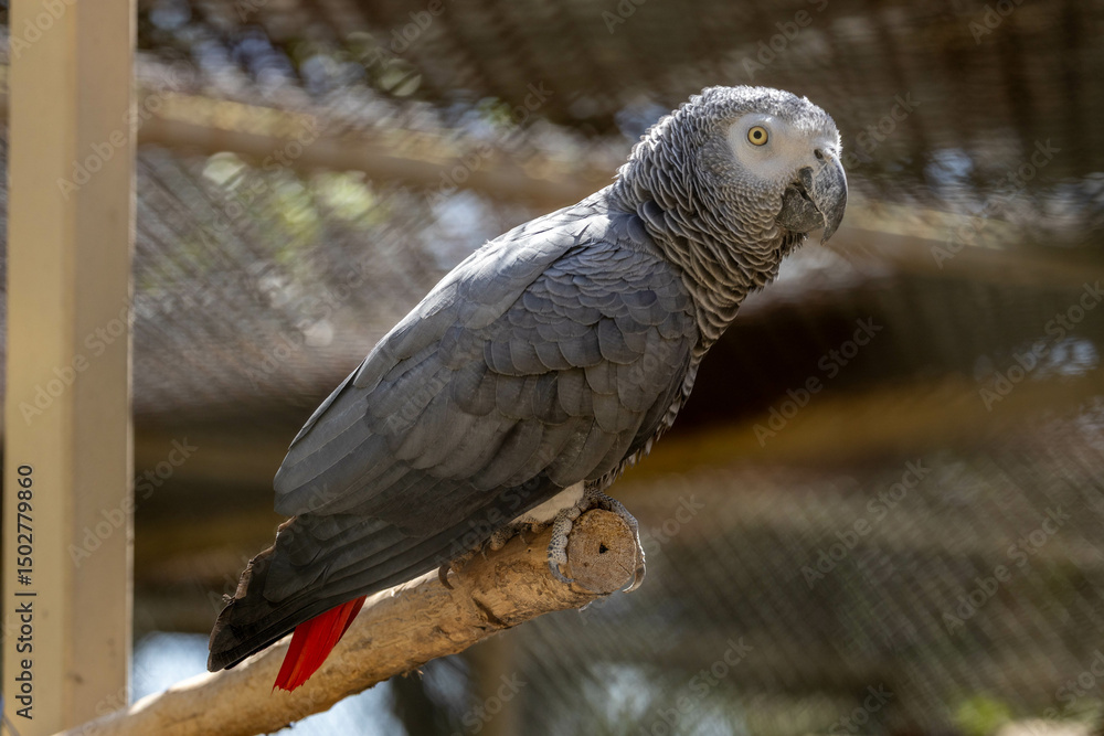 Fototapeta premium Close-up of an African grey parrot perched on a branch with soft natural background. Captivating detail and vibrant plumage.