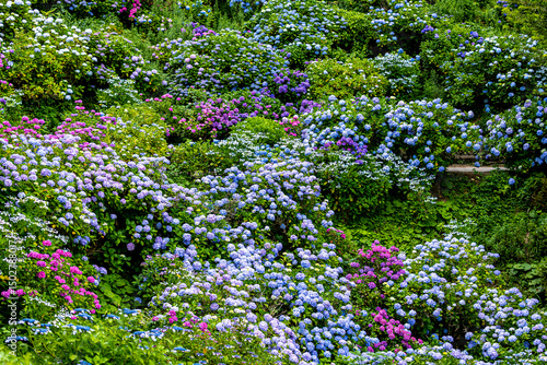 Wallpaper Mural 静岡県下田市　下田公園のアジサイ
 Torontodigital.ca