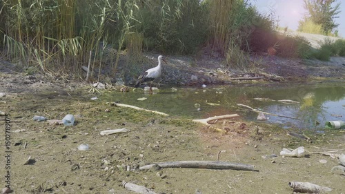 A stork searches for food in a muddy puddle of water in a dry riverbed - a visual representation of global warming. Fixed camera
