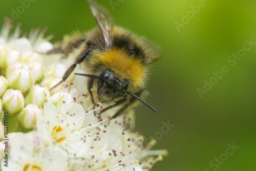 Canvas Print A close-up of a Bombus pratorum bumblebee on a flower
