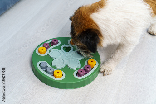 Photography Smart dog is looking for delicious dried treats in intellectual game and eating them, close up