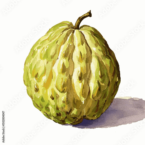 Lush Cherimoya Mist cherimoya isolated watercolor vector illustration svg