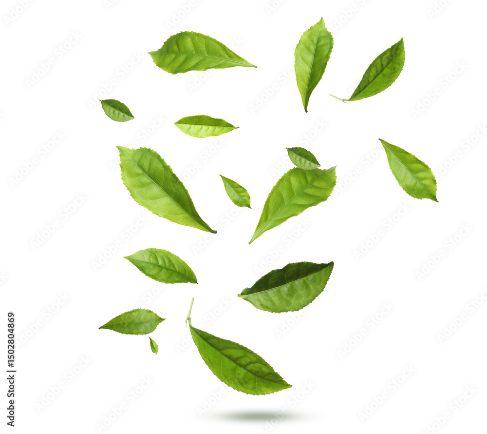 Naklejka premium Green tea leaves in air on white background