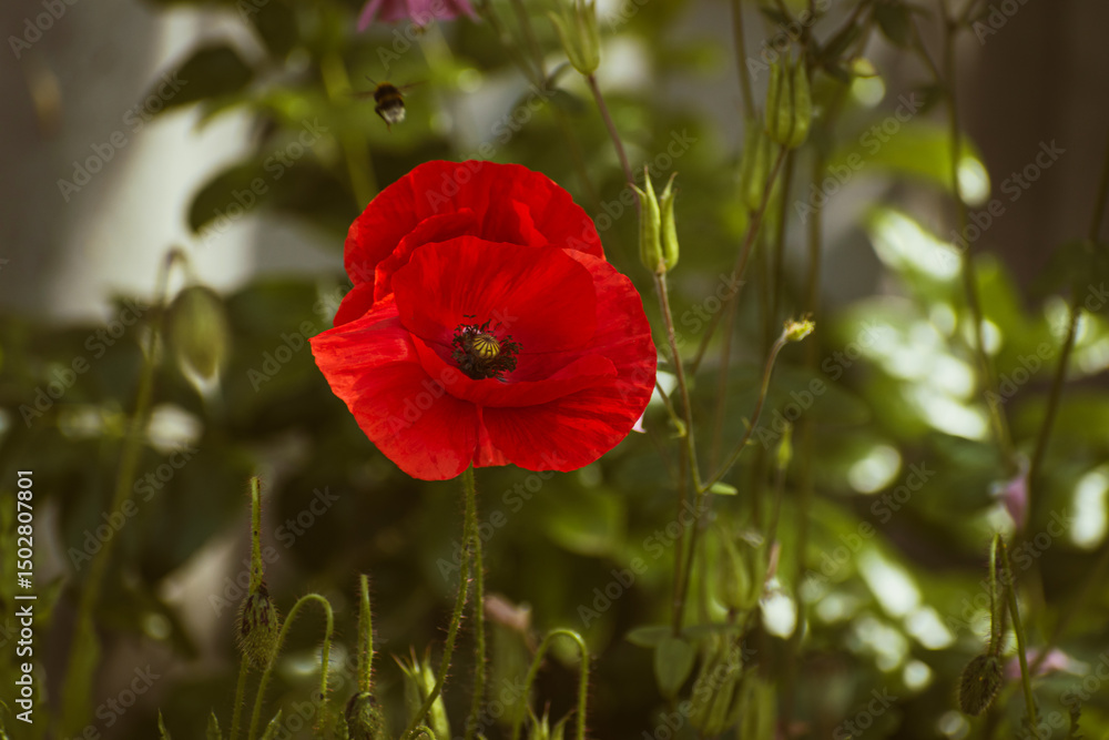 Fototapeta premium Red poppy flower in garden