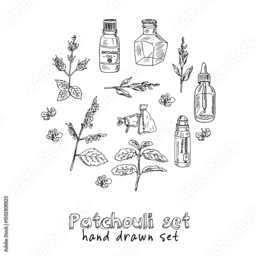 Patchouli hand drawn set Vector isolated objects