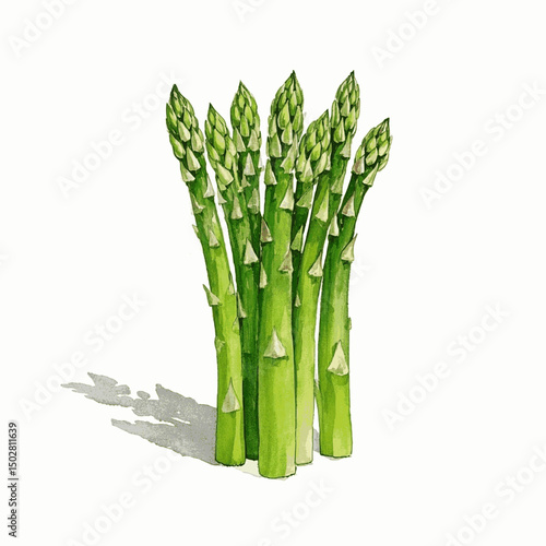 Emerald Spears in Mist asparagus isolated watercolor vector illustration svg