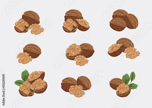 Elegant Illustration of Fresh Walnuts