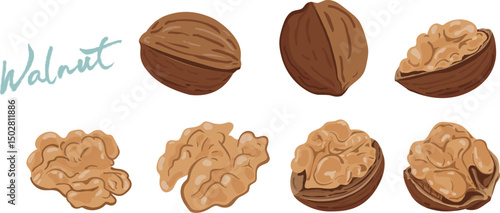 Elegant Illustration of Fresh Walnuts 