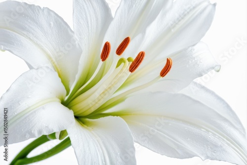 A close up of a single white flower on a clean white background