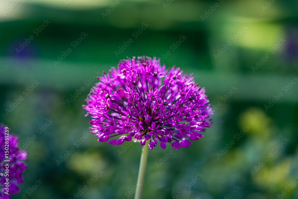 Obraz premium An English garden in spring 