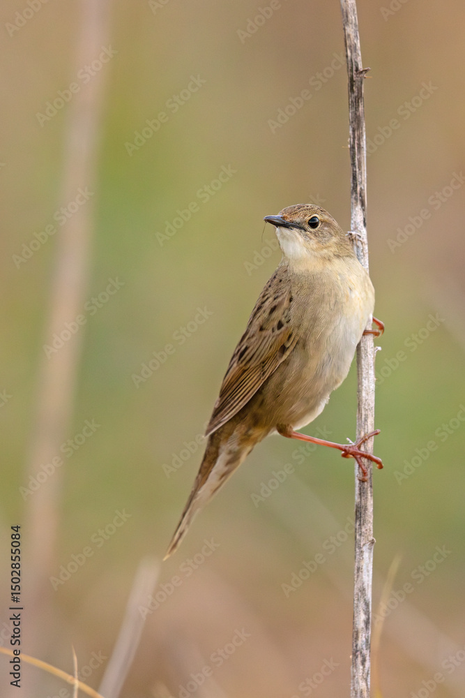 Fototapeta premium Świerszczak (Locustella naevia)