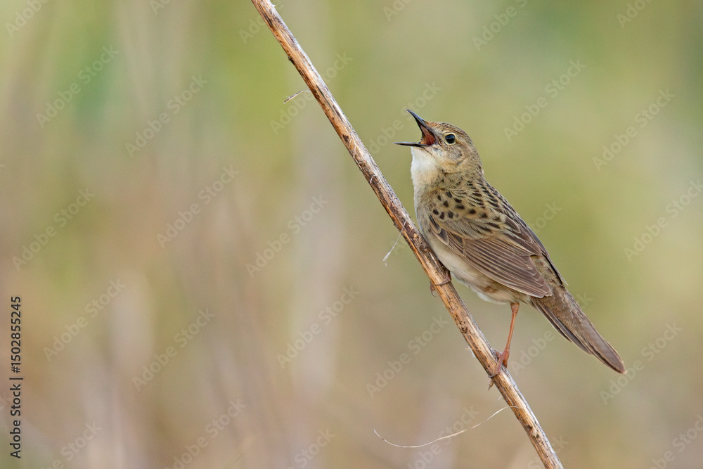 Fototapeta premium Świerszczak (Locustella naevia)