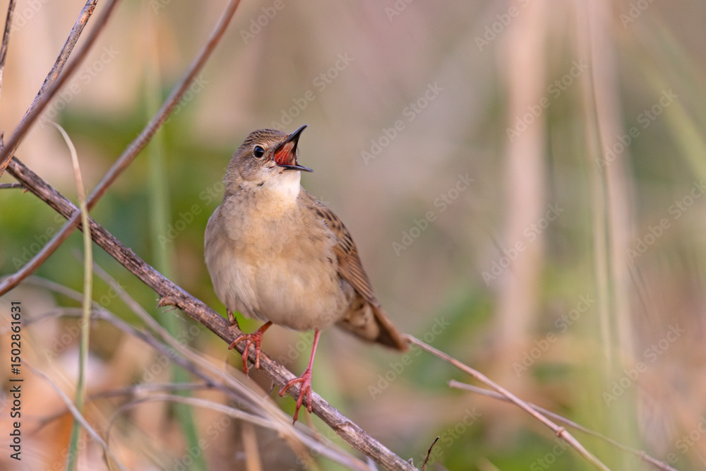 Fototapeta premium Świerszczak (Locustella naevia)