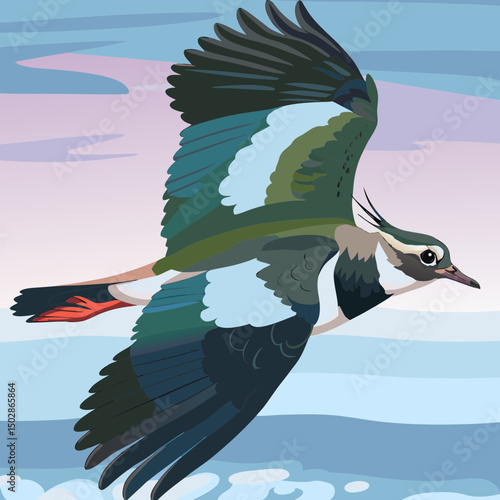 Stylized vector of a Northern Lapwing soaring with wings spread wide