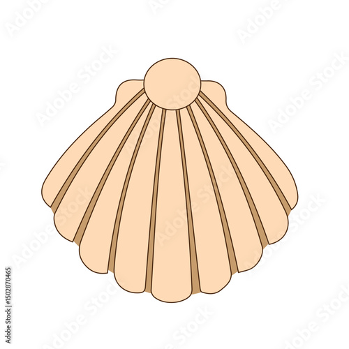shell vector illustration design 