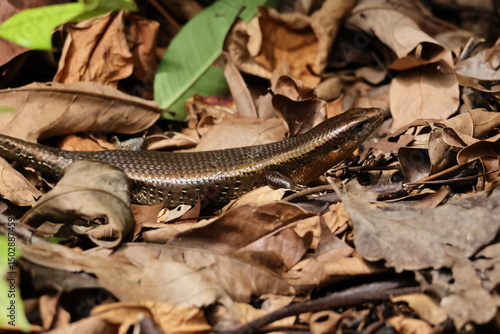Scaly Golden Brown Lizard - Common Sun Skink/Many-lined Sun Skink (Eutropis multifasciata) on the ground, amidst the fallen leaves on the forest floor. Note the shiny scales.