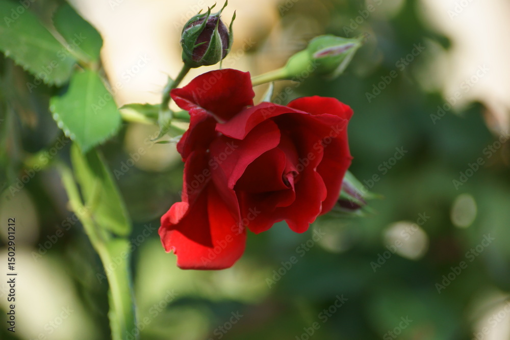 Obraz premium red rose