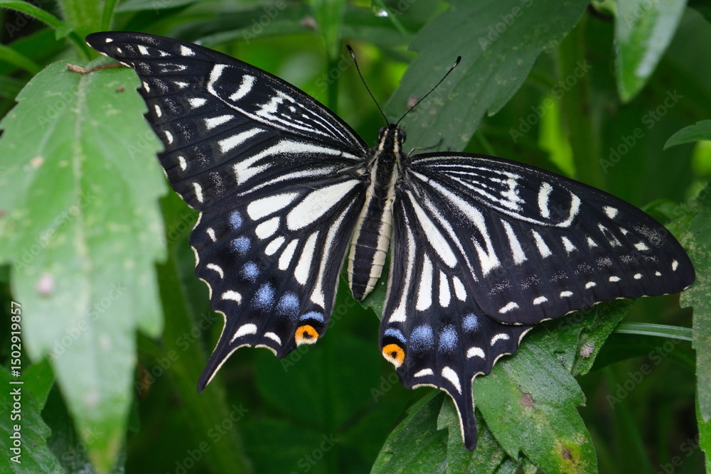 Obraz premium 葉陰で休むアゲハチョウ