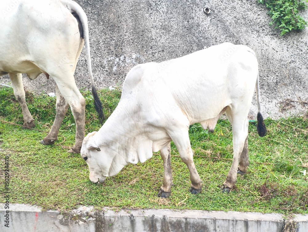 Fototapeta premium A white cow eating grass in a meadow. Cows are one of the animals used as sacrificial animals for the celebration of Eid al-Adha.