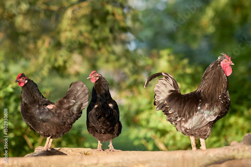 Three black chickens, two hens and a rooster, stand alert on a wooden beam against a softly blurred green, sunlit background.