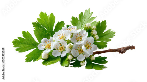 Spring Blossoms, Hawthorn Branch